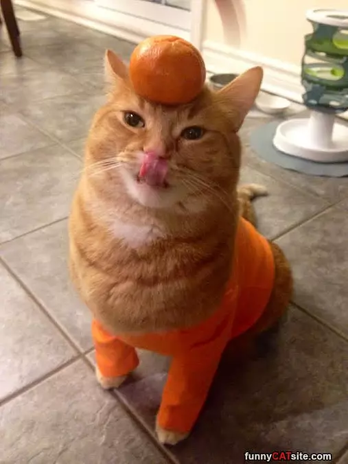 Orange Balancer