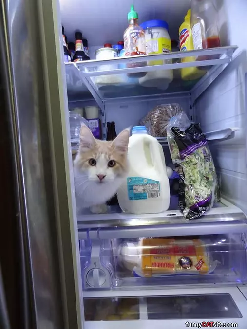 Nice And Cold In Here