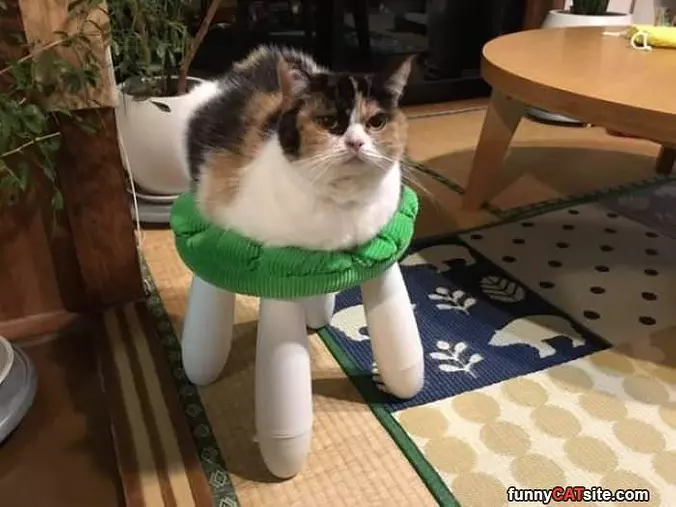 Stool