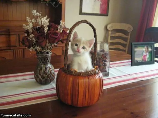 Iz A Pumpkin