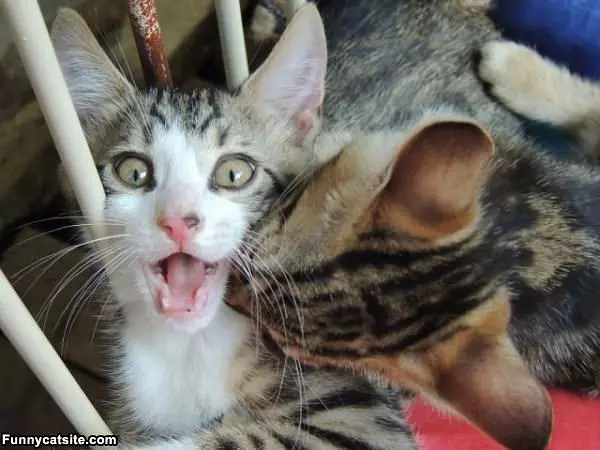 Omg A Kiss