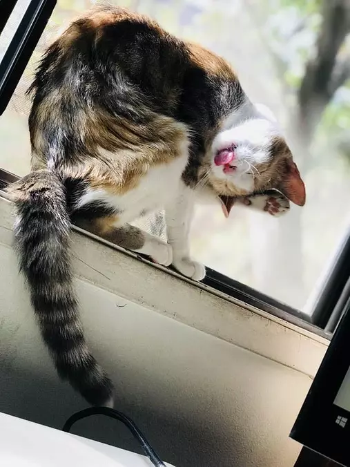Yawn
