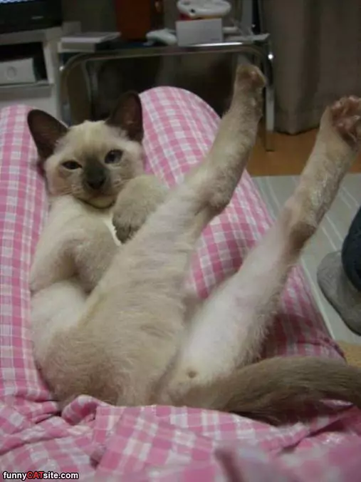 Super Chilled Out