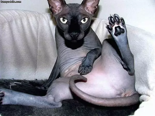 Hairless Cat Spreads