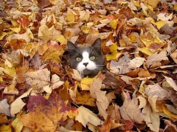 Leaf Cat