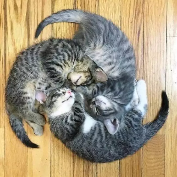 A Kitty Wheel