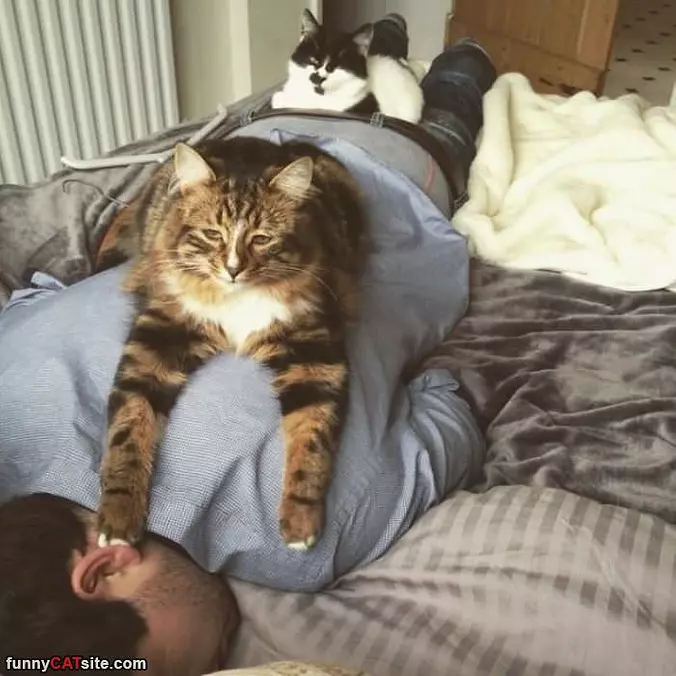 Human Is Comfy
