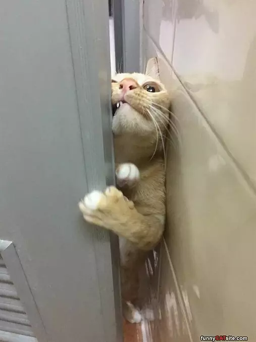 Let Me Innnnnnnn