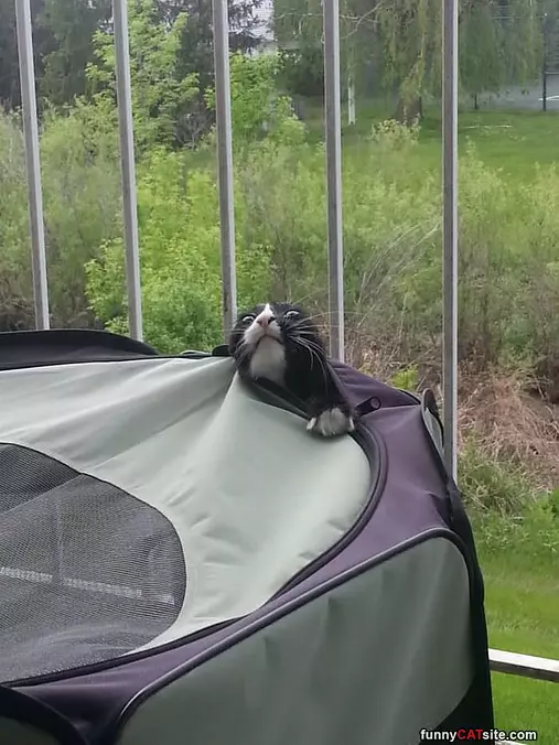 The Great Escape