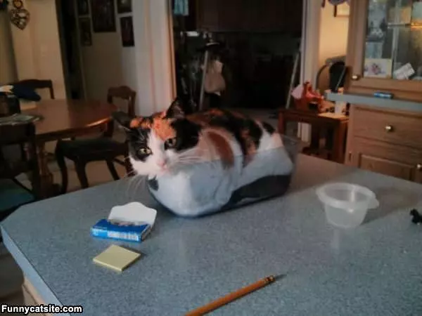 I Fits