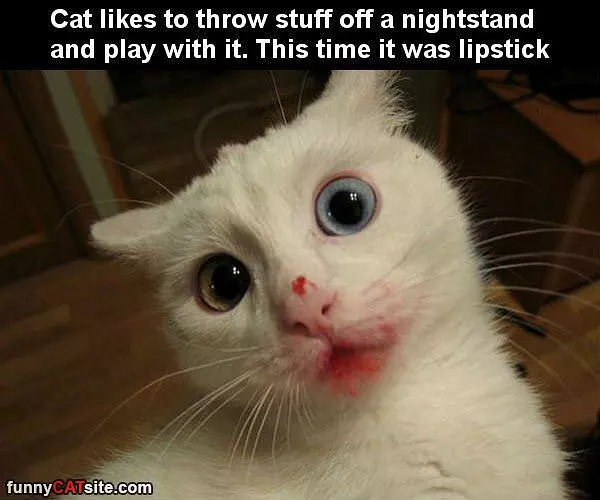 Lipstick Cat