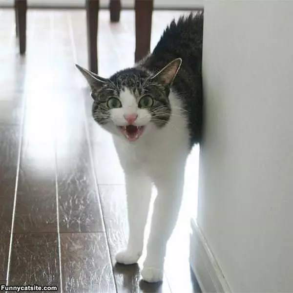 Rawrrrr Kitty