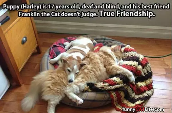 True Friendship