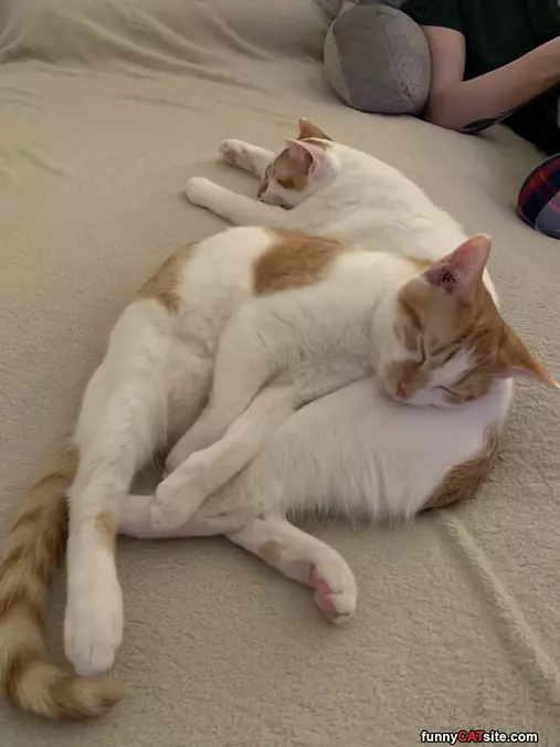 Relaxed And Sleeping