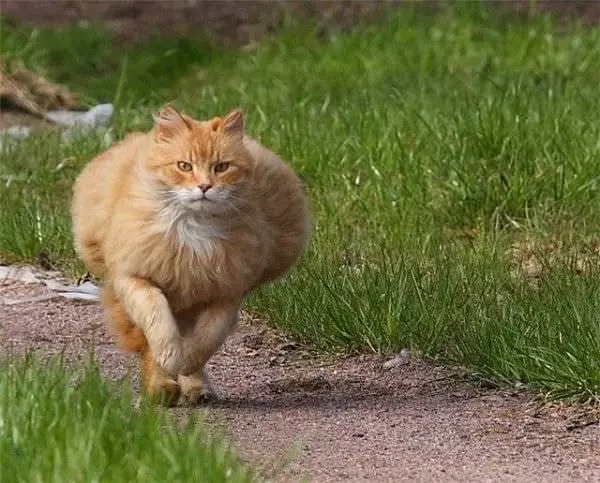Fluffy