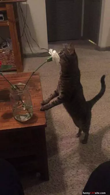 Wake Up And Smell The Roses