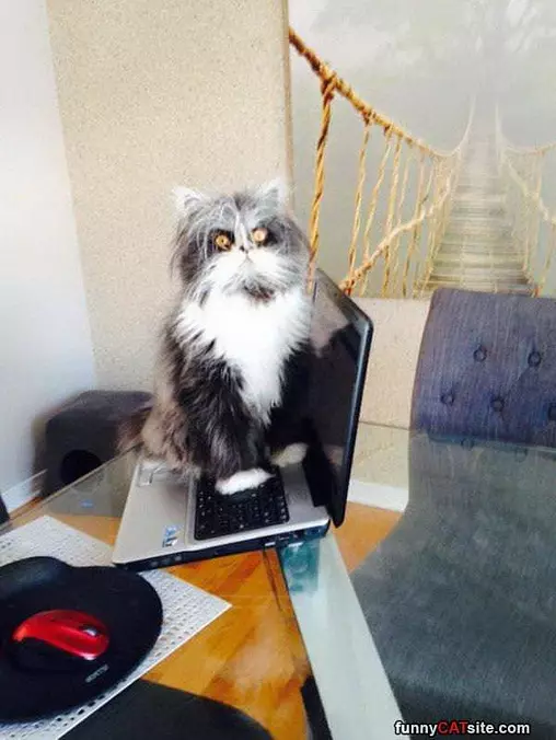 Hanging Around The Laptop