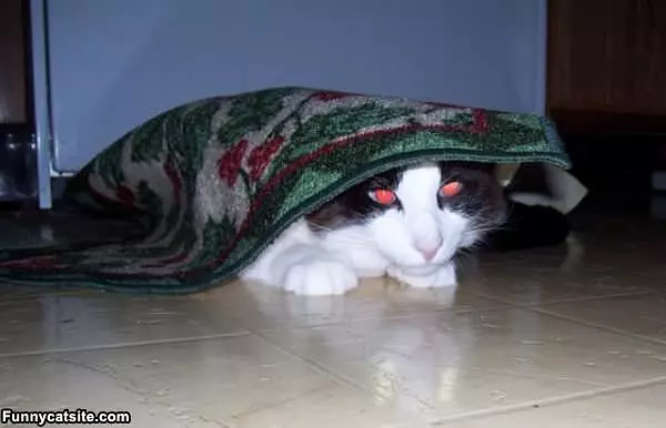 Under The Rug