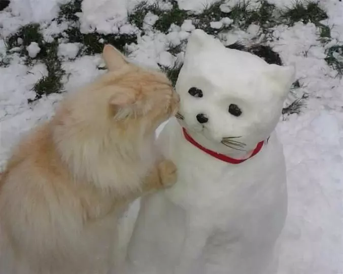 Hello Snow Cat