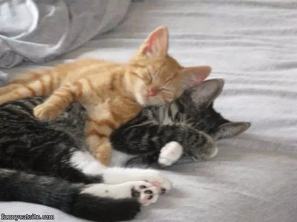 Sleepy Kittens