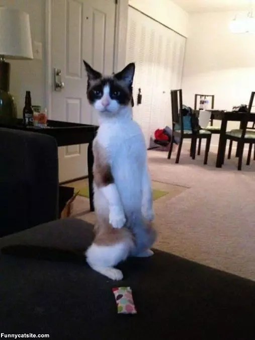 Hey Whats Over There