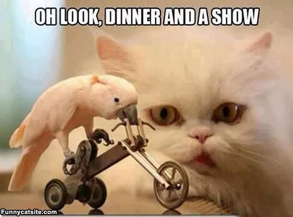 Dinner And A Show