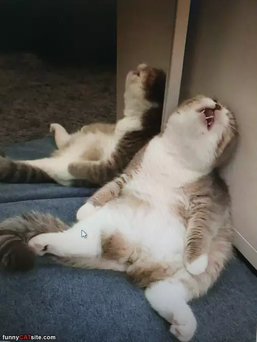Soooo Sleepy