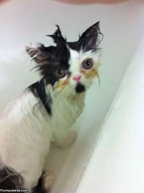 I Hate Baths