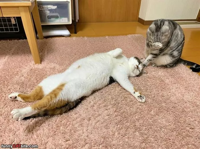 Playing Dead