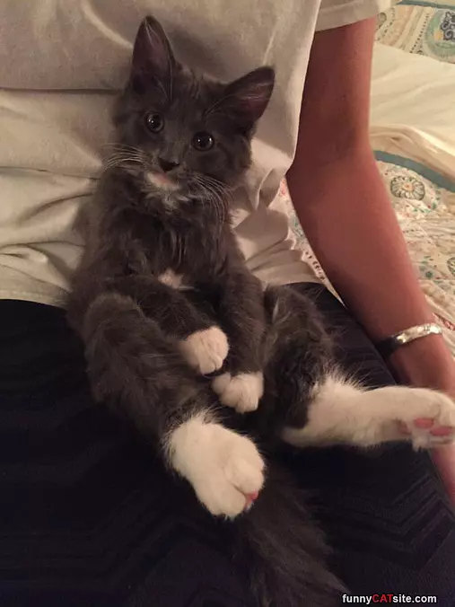 Chilling On Your Lap