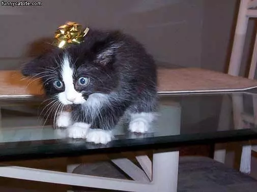 Kitten Bow