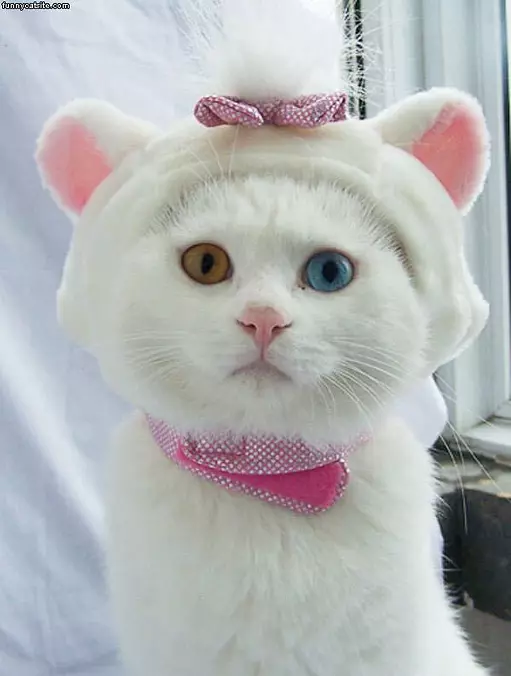 Different Colored Eyes