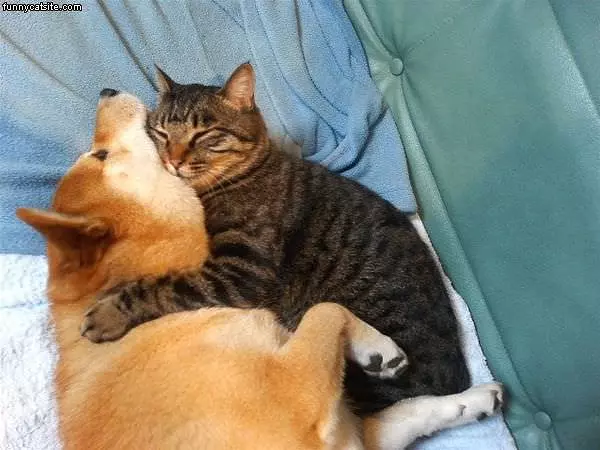 Cat Hugging And Sleeping