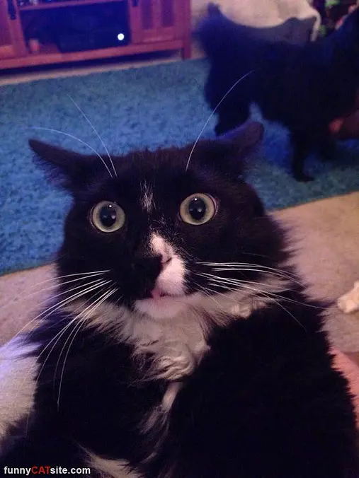 Whooooo