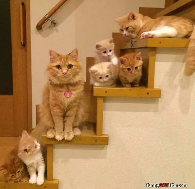 Cats Cats Everywhere