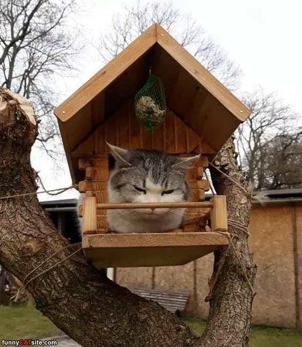 No Birds Here