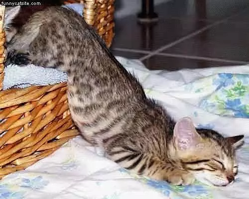 Odd Sleeping Angle For A Cat