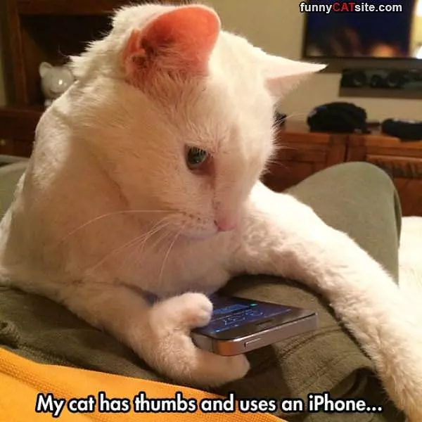 Cat With Thumbs