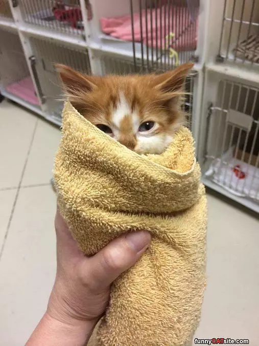I Am A Purrito