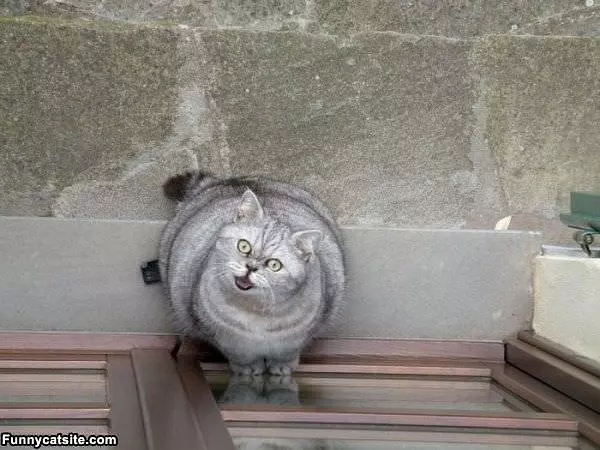 Super Fat