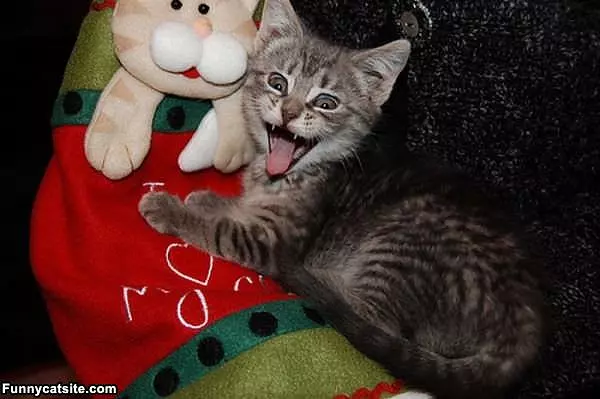 Smiling Kitten