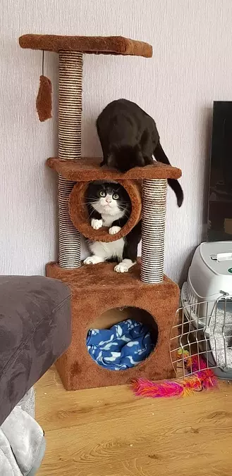The Cat Place