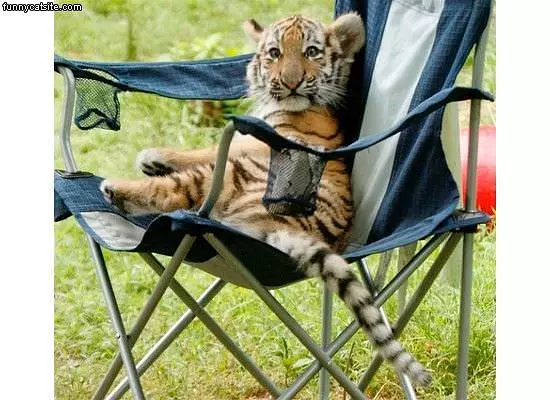 Lounge Chair