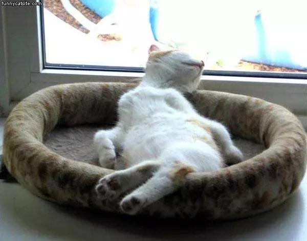Totally Sleeping