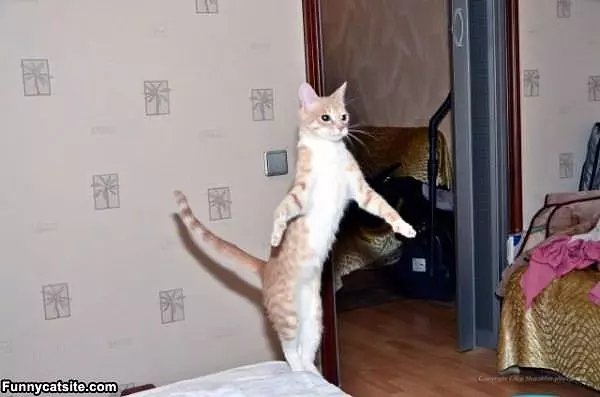 Balancing Act