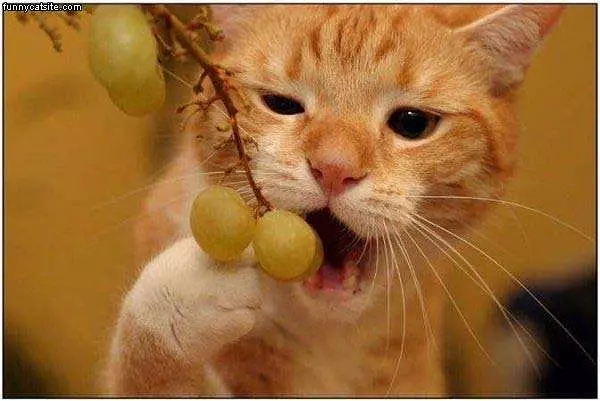Grape Nommer
