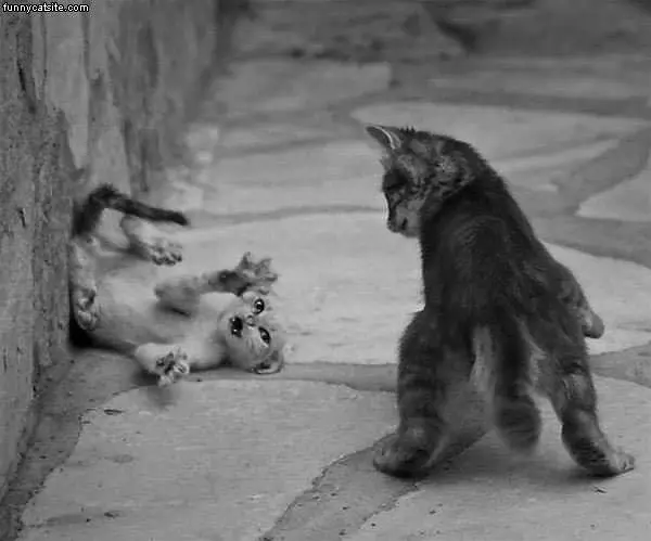 Nice Cat Fight