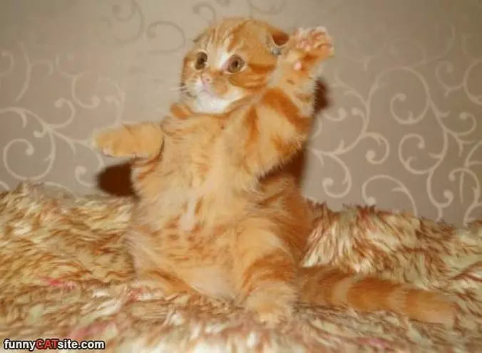 Hey Hey High 5
