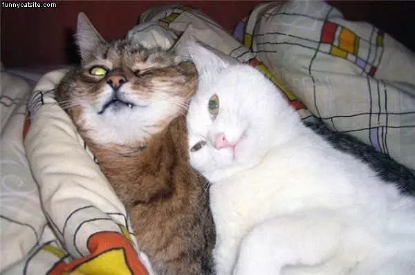 Cats Chillaxin