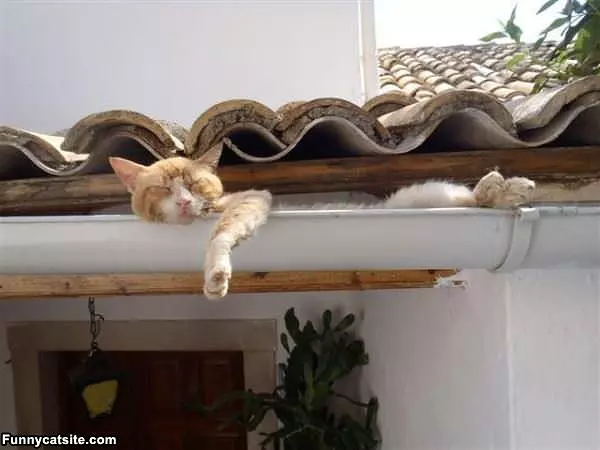 Good Place For A Nap